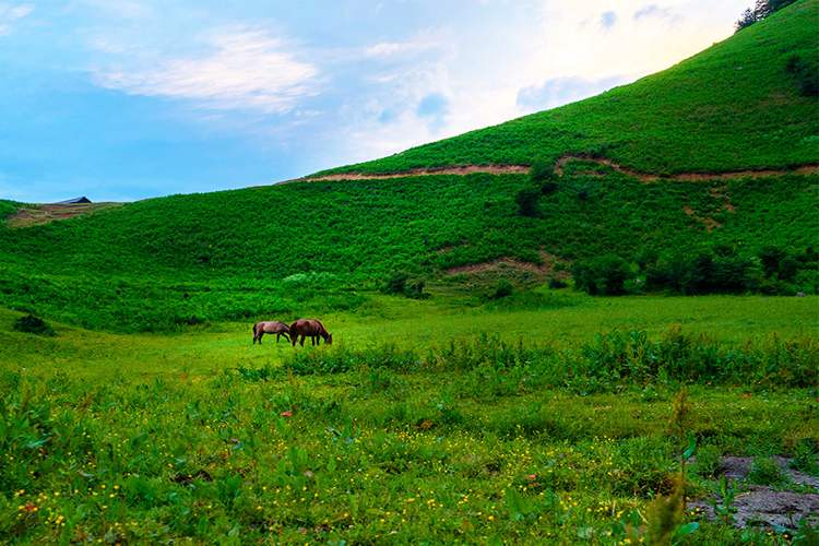 دشت هویج